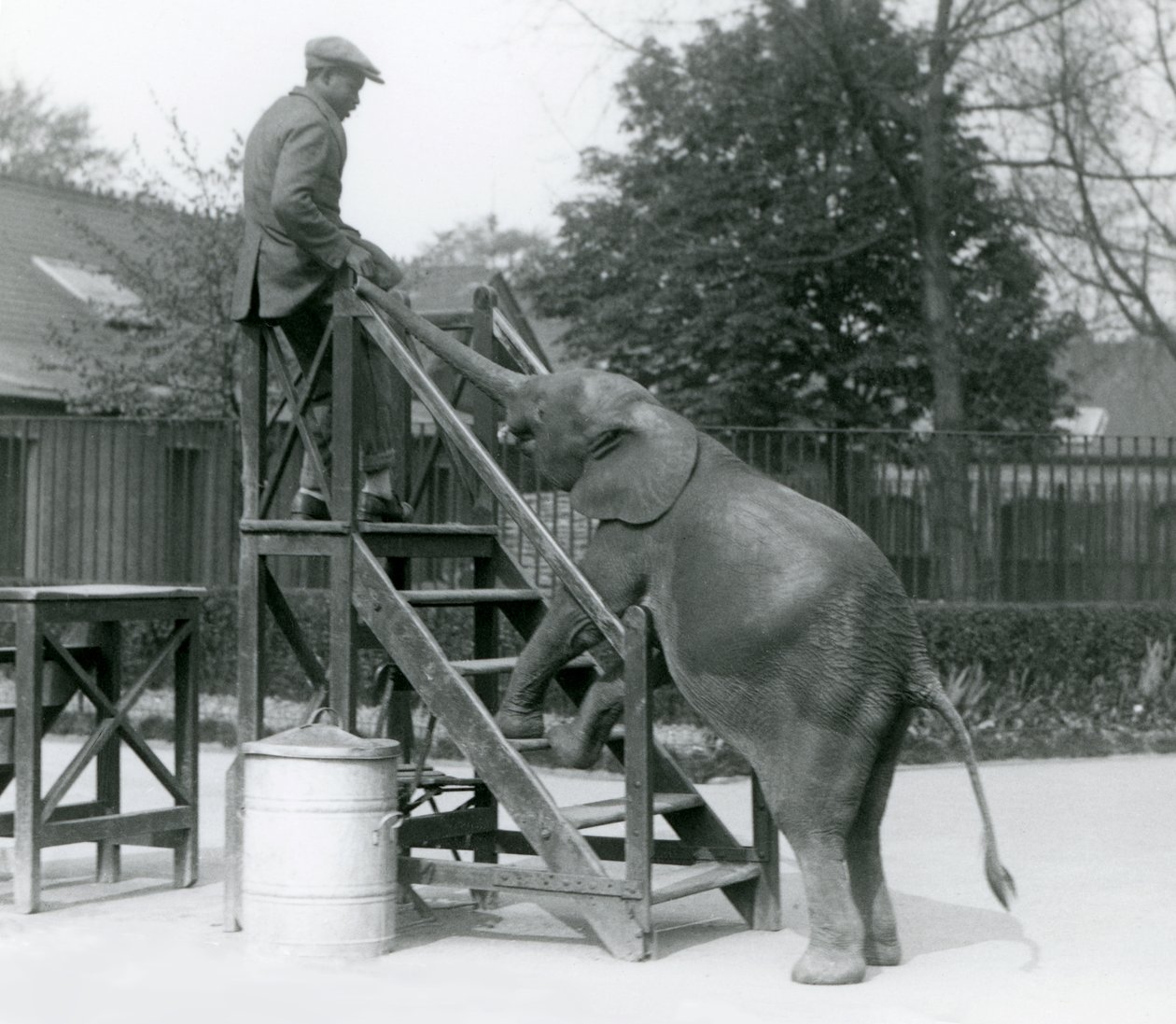 Ung kvinnlig afrikansk pygméelefant Oojah med framfötterna på ombordstigningstrappan, sträcker sig efter sin tränare, som är på det översta steget, med sin snabel, London Zoo, juni 1925 av Frederick William Bond