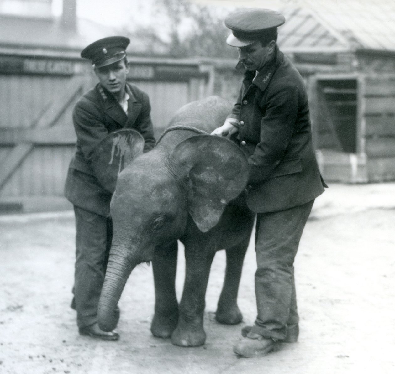 Ung kvinnlig afrikansk pygméelefant Oojah med två djurhållare på London Zoo i april 1925 av Frederick William Bond
