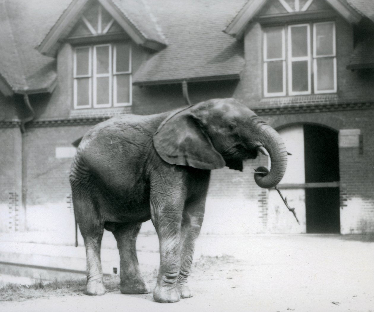 Ung manlig afrikansk elefant Kiberenge som står framför Elephant House, London Zoo, juni 1927 av Frederick William Bond
