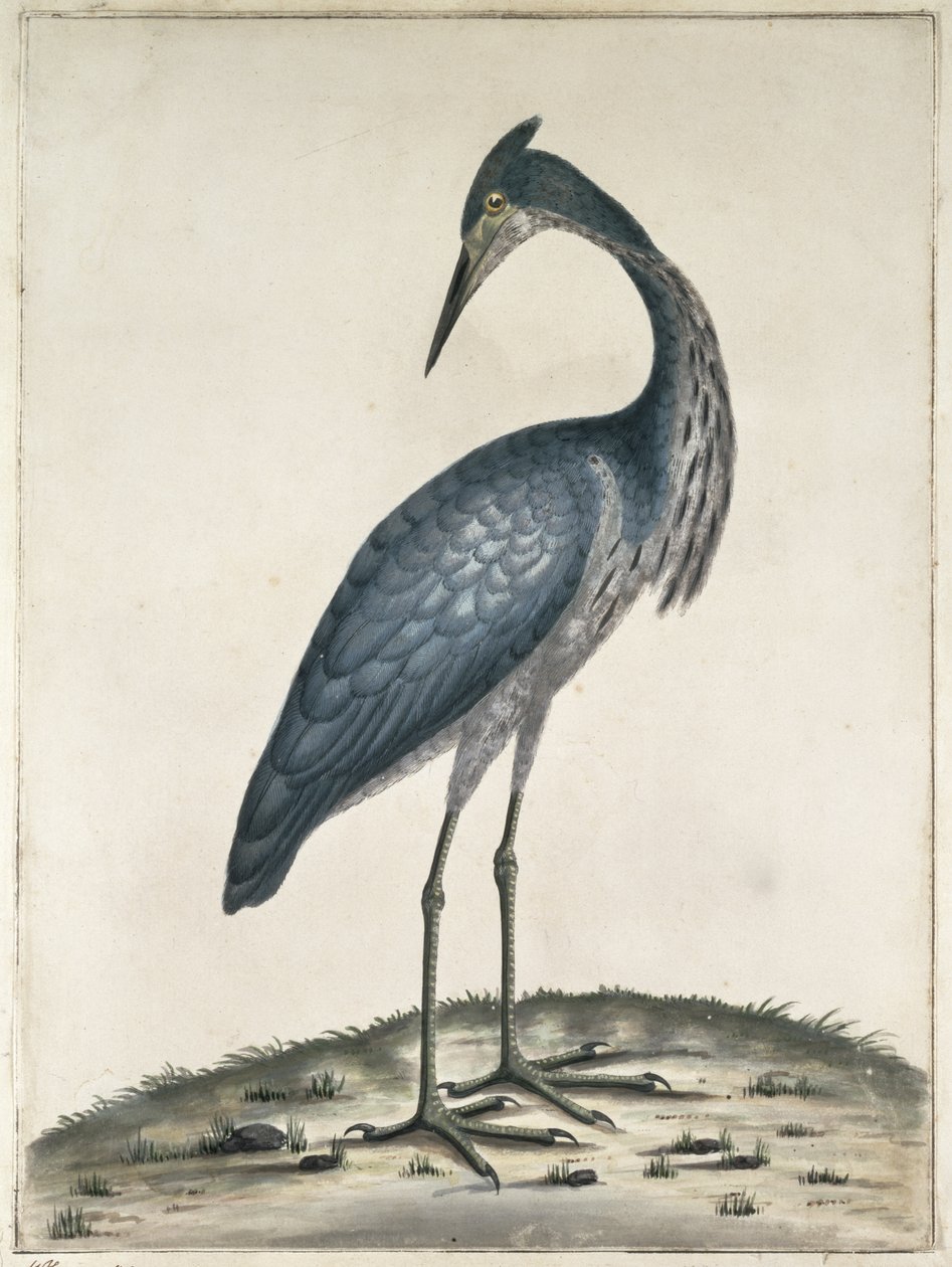 A Heron, 1789 (wc och bläck på papper) av Frederick William Hayes