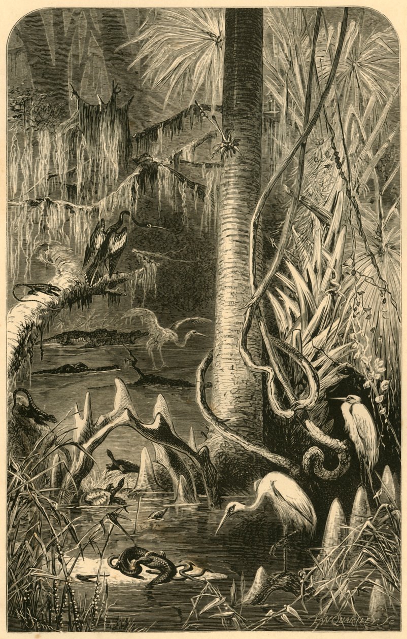 "A Florida Swamp", 1872. av Frederick William Quartley