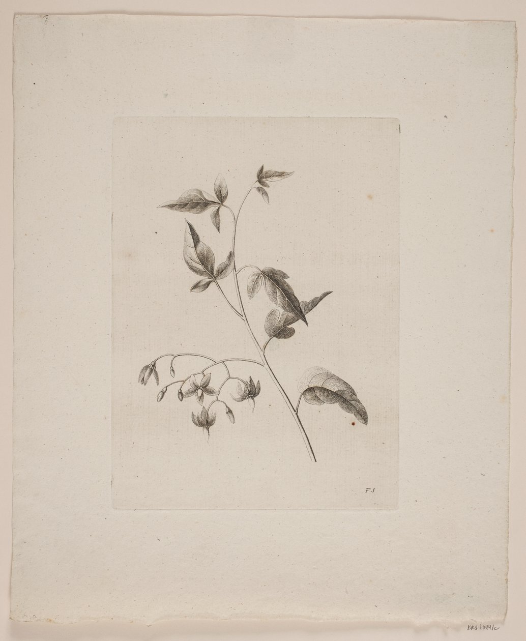 Blommotiv av Frederik Schepelern