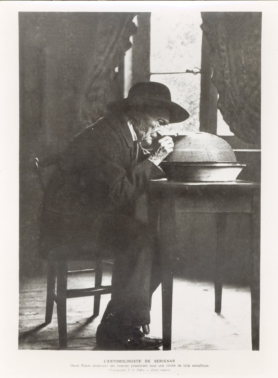 Jean-Henri Fabre (1823-1915) observerar insekter, från Souvenirs Entomologiques, publicerad 1924 av French Photographer