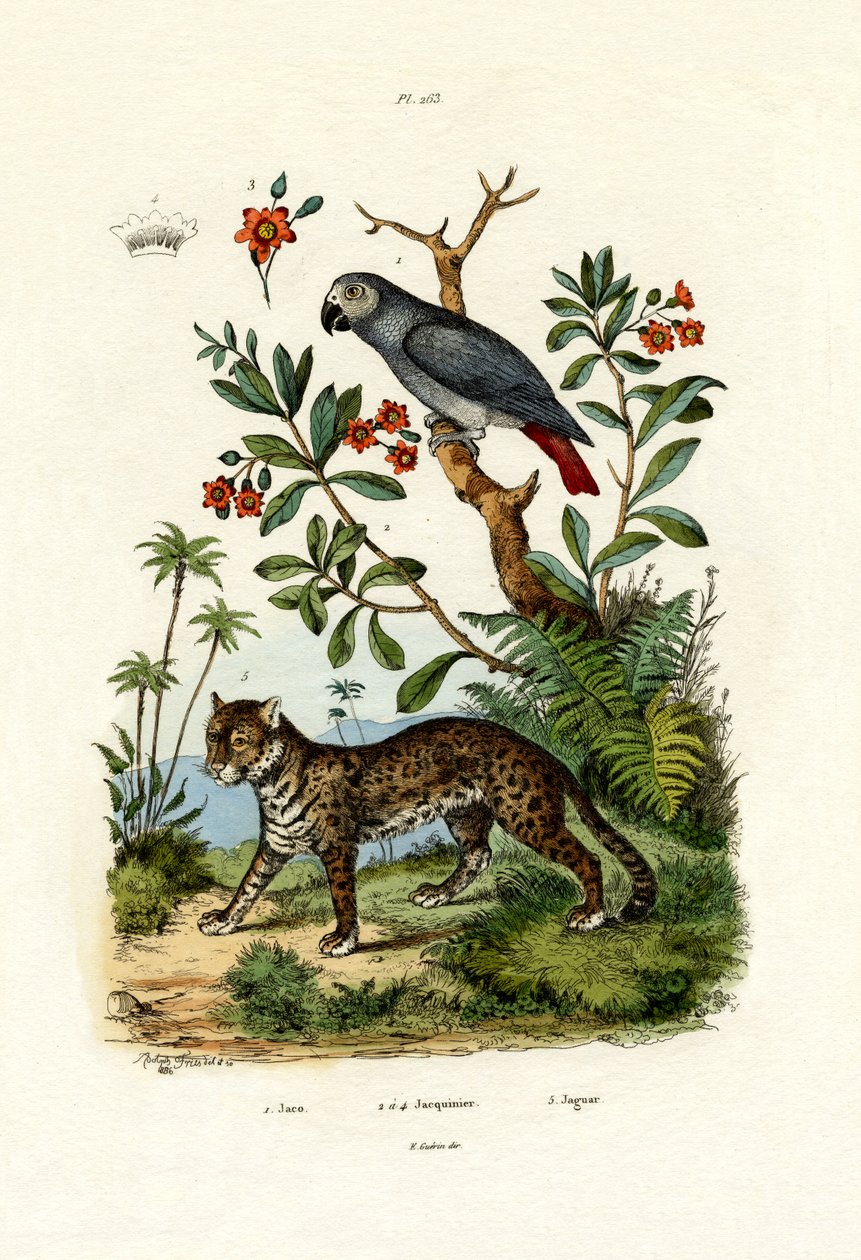 Afrikansk grå papegoja, 1833-39 av French School
