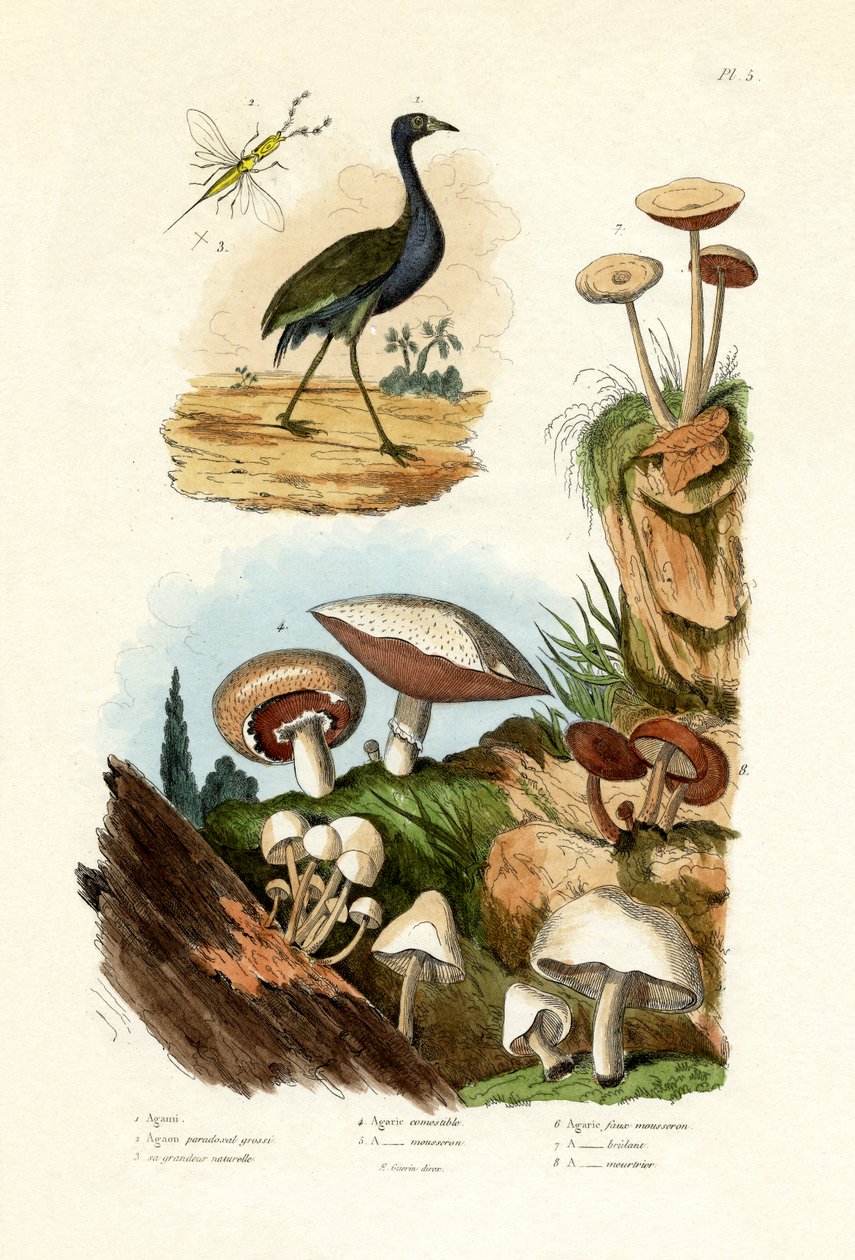 Nästa Heron, 1833-39 av French School