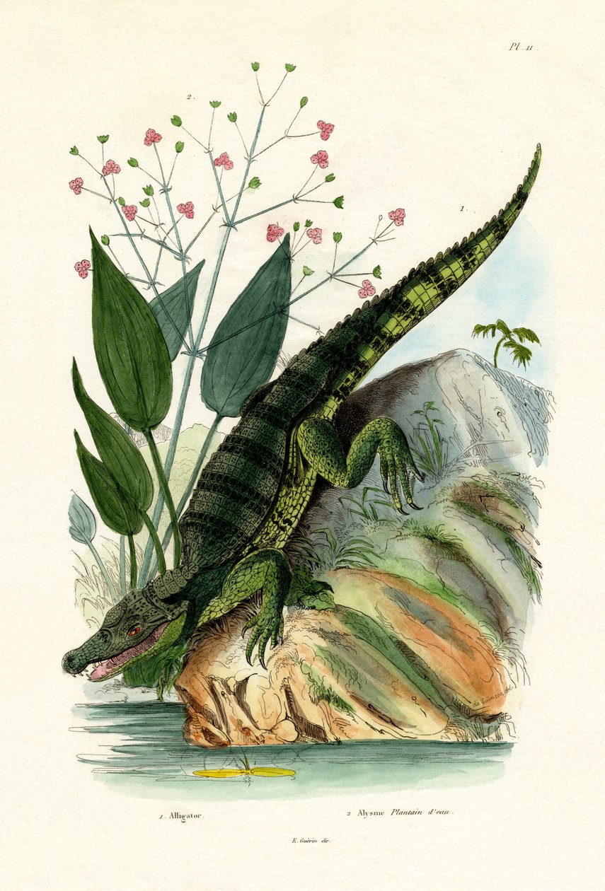 Alligator, 1833-39 av French School