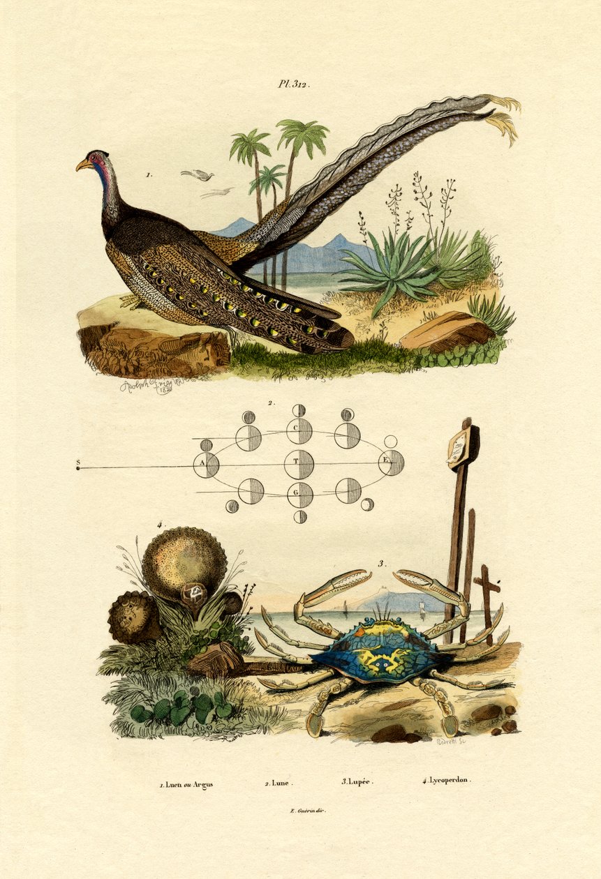 Argus fasan, 1833-39 av French School