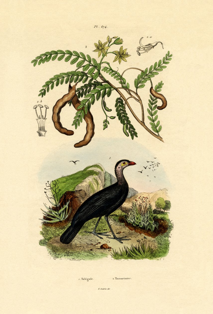 australiska Bush Turkiet, 1833-39 av French School