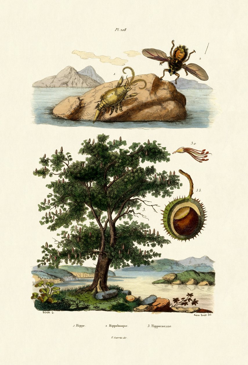 Beteslus, 1833-39 av French School