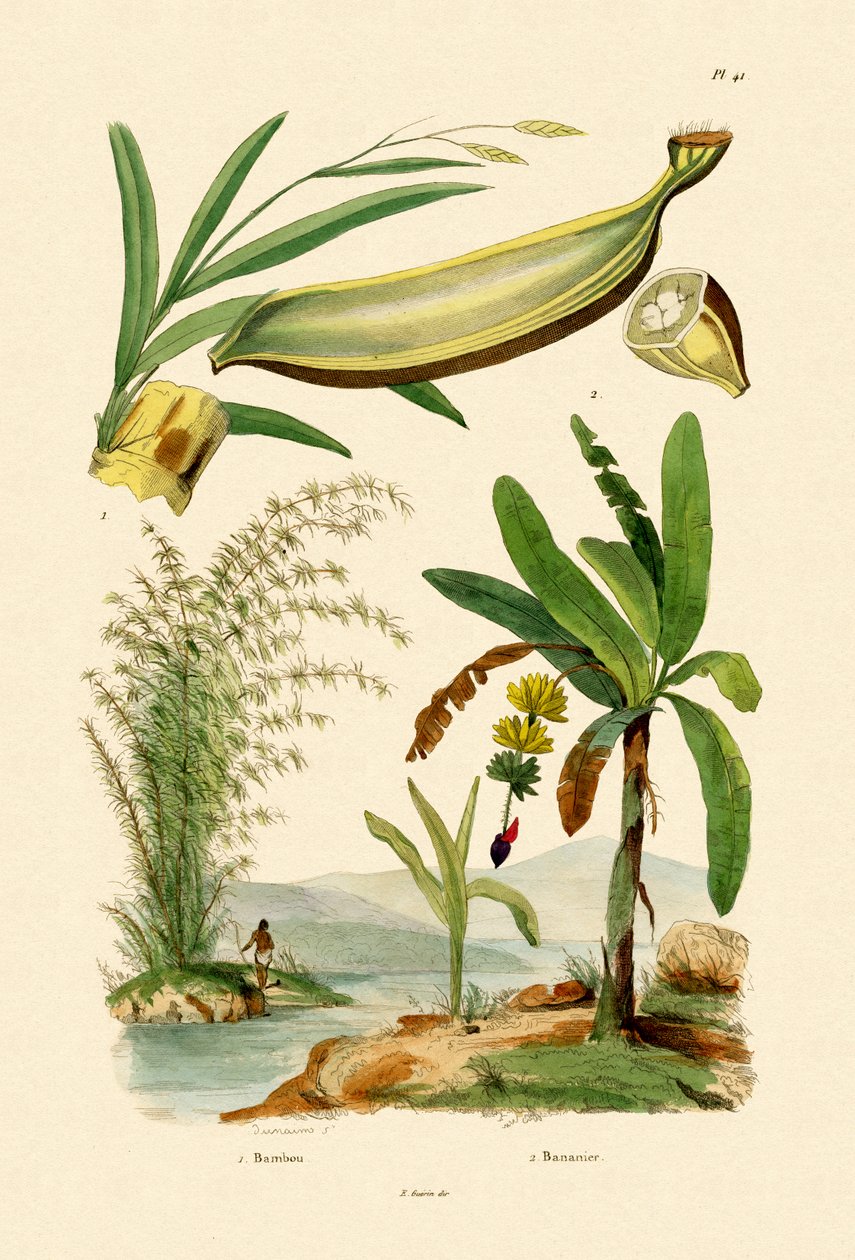 Bambu, 1833-39 av French School