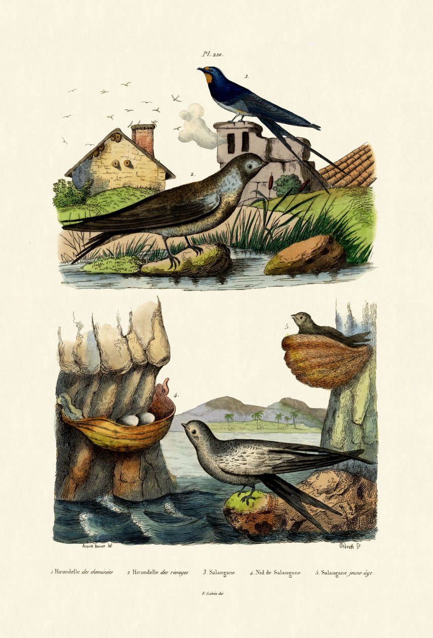 Ladugårdssvala, 1833-39 av French School