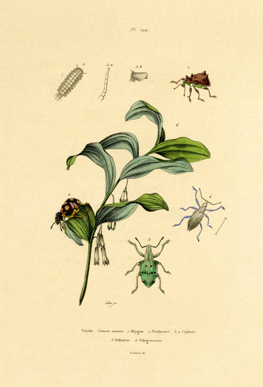 Skalbaggar, 1833-39 av French School