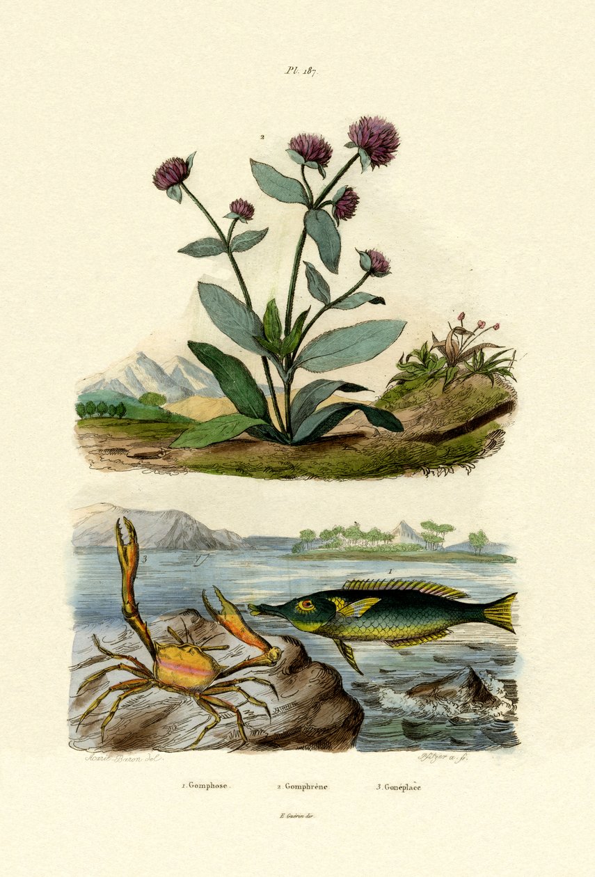 Fågelläpfisk, 1833-39 av French School