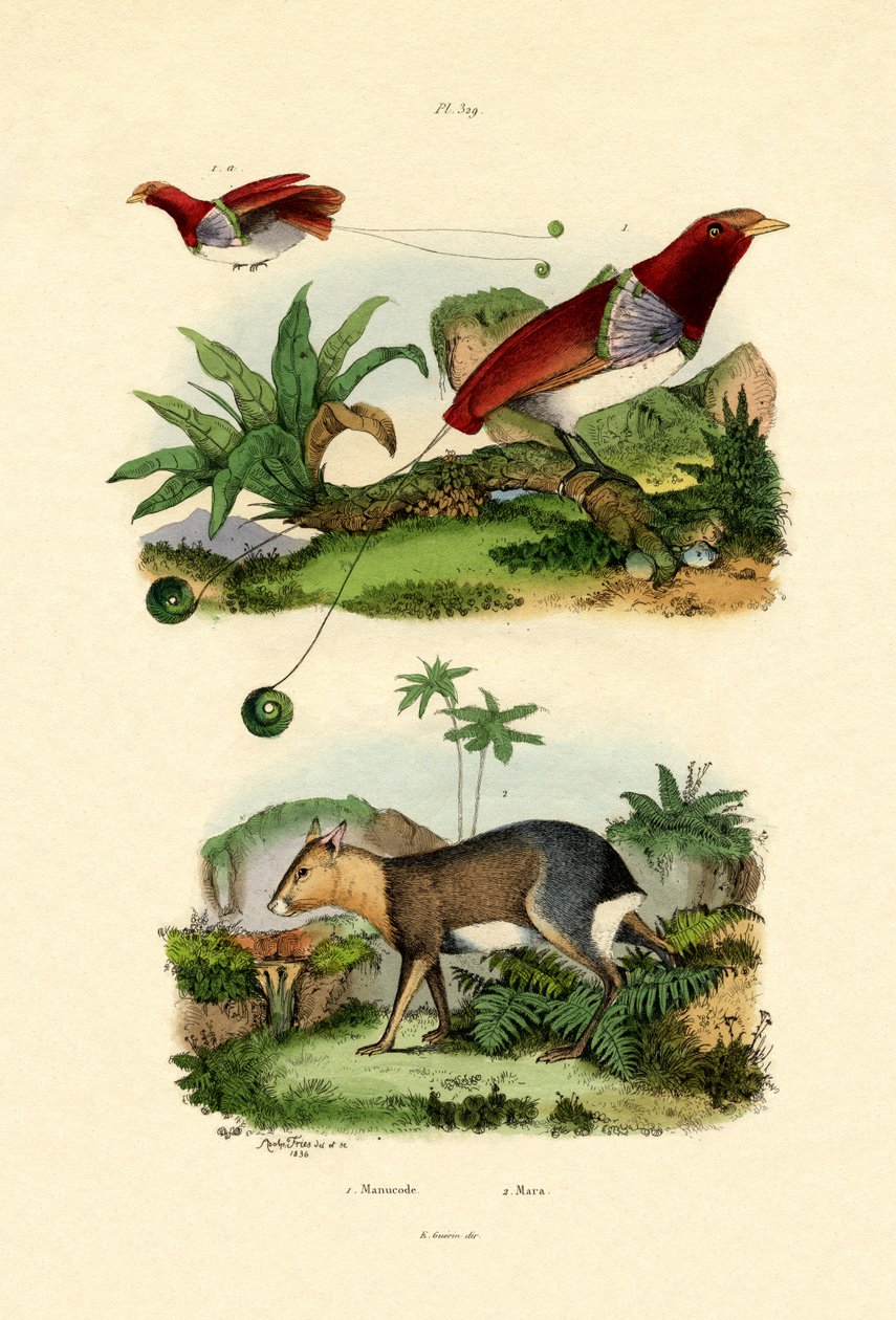 Paradisfågel, 1833-39 av French School