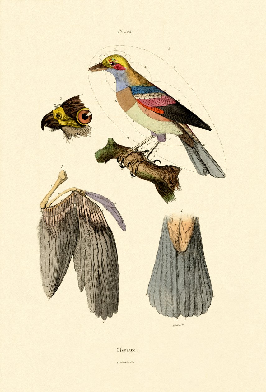 Fåglar, 1833-39 av French School