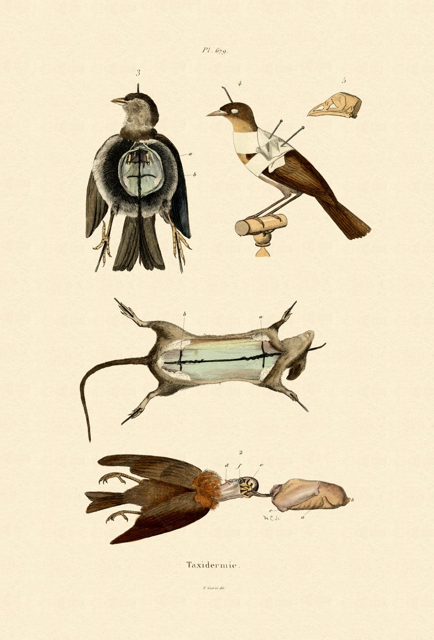 Fåglar, 1833-39 av French School