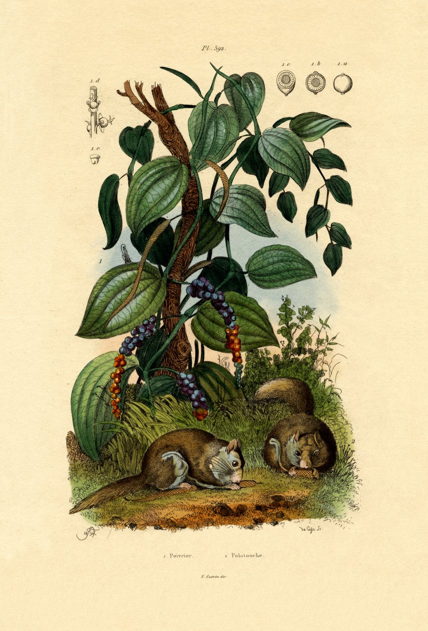 Svartpeppar, 1833-39 av French School