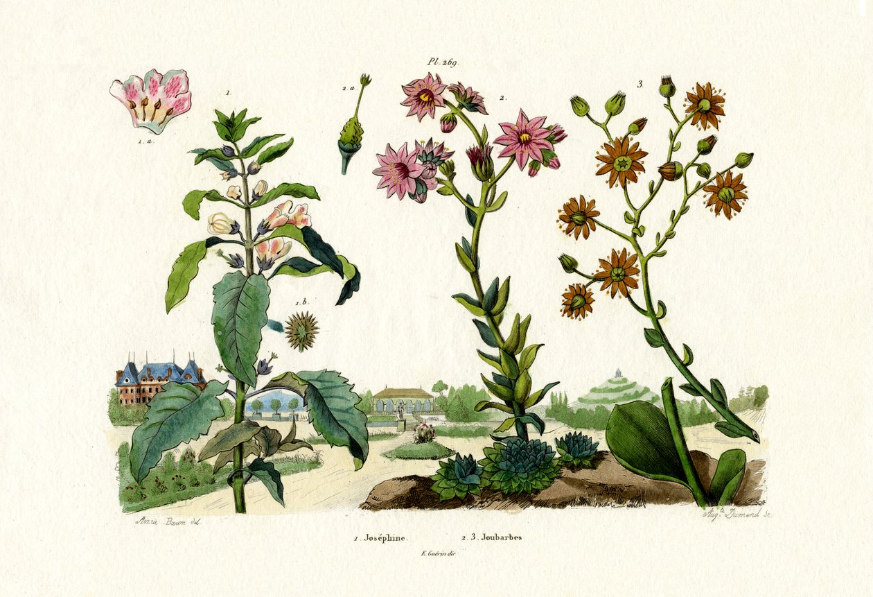 Blodstenar, 1833-39 av French School