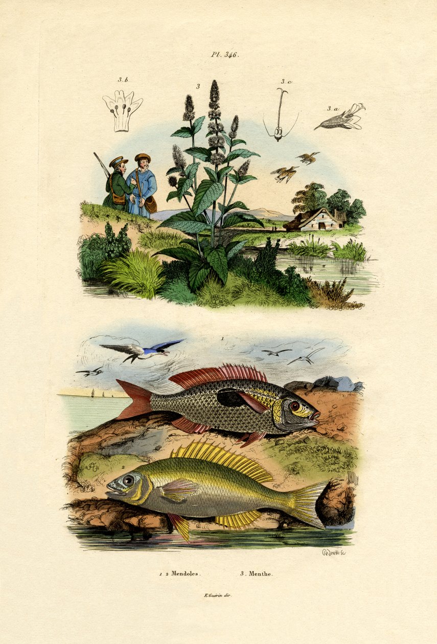 Fläckade pikarer, 1833-39 av French School