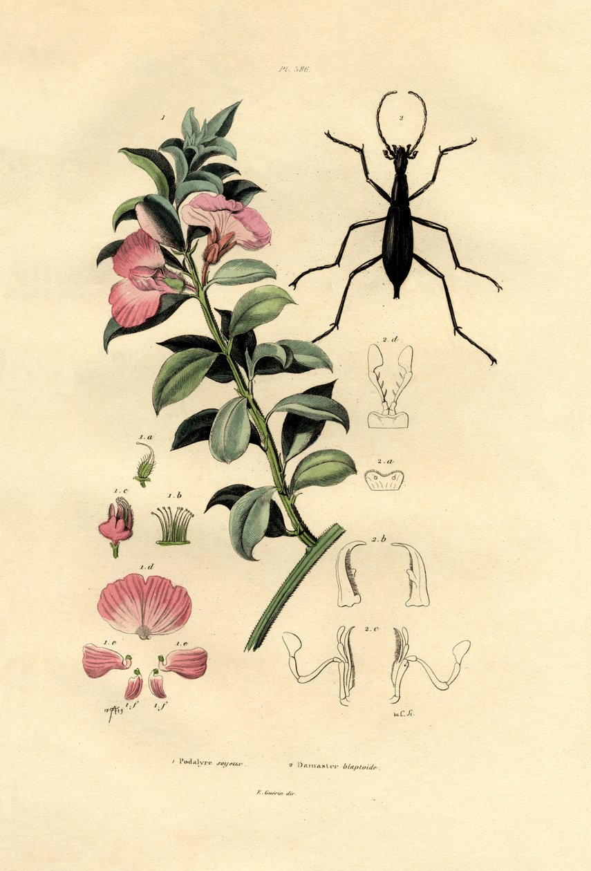 Blue Wild Indigo, 1833-39 av French School