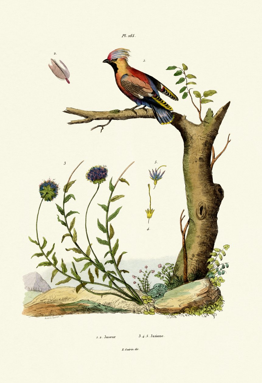 Bohemisk vaxvinge, 1833-39 av French School