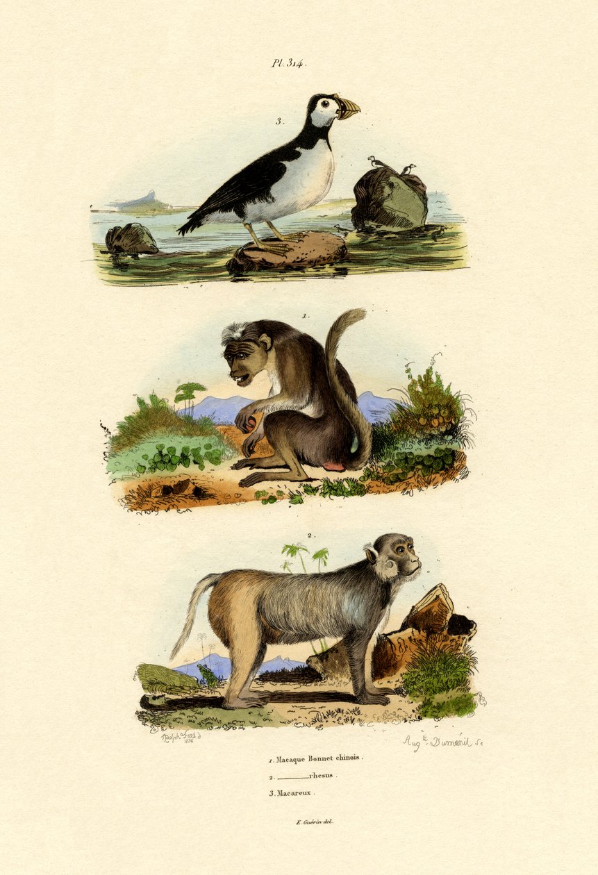 Bonnet Macaque, 1833-39 av French School
