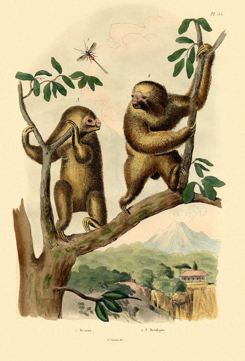 Braconid geting, 1833-39 av French School