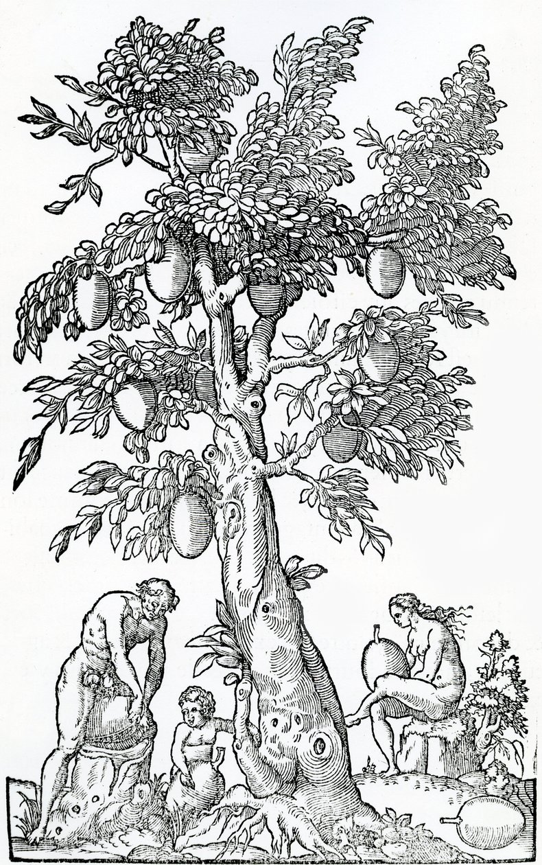 Brödfruktsskörd, illustration från Singularities of France Antarctique, av Andre de Thevet, 1558 av French School