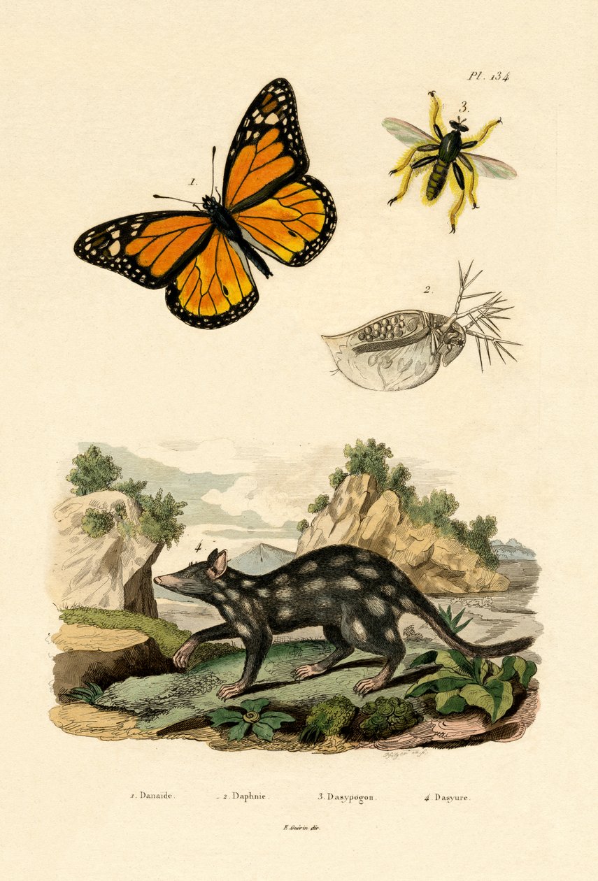 Fjäril, 1833-39 av French School