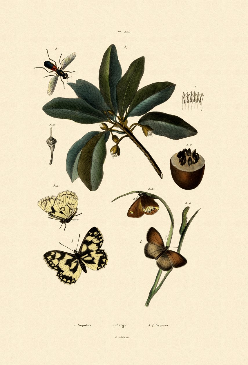 Fjäril, 1833-39 av French School