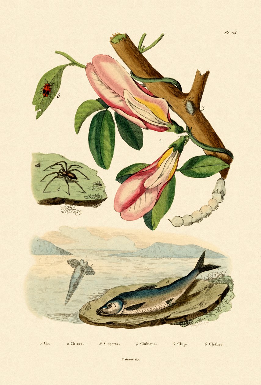 Fjärilsärta, 1833-39 av French School