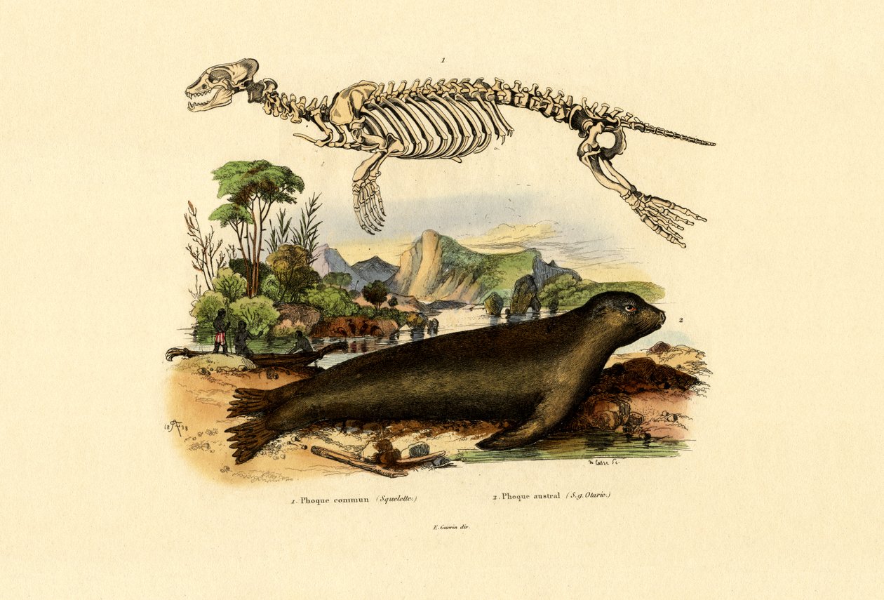 Kappälssäl, 1833-39 av French School