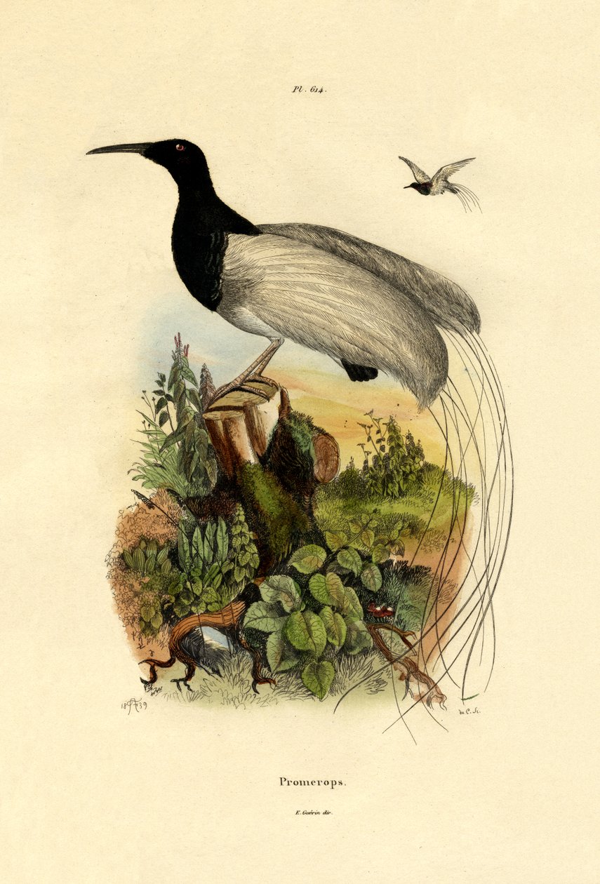 Cape sugarbird, 1833-39 av French School