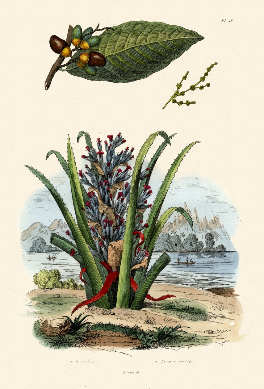 Cashewträd, 1833-39 av French School