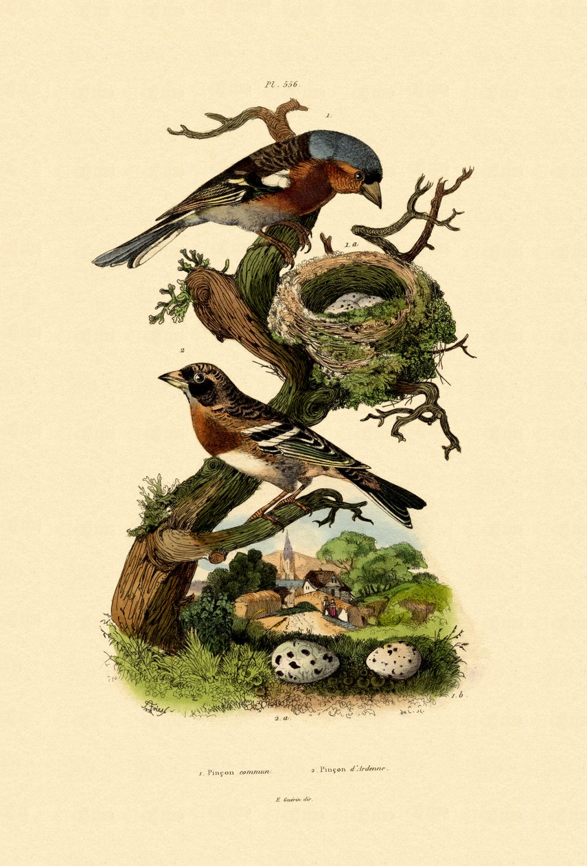 Bofink, 1833-39 av French School