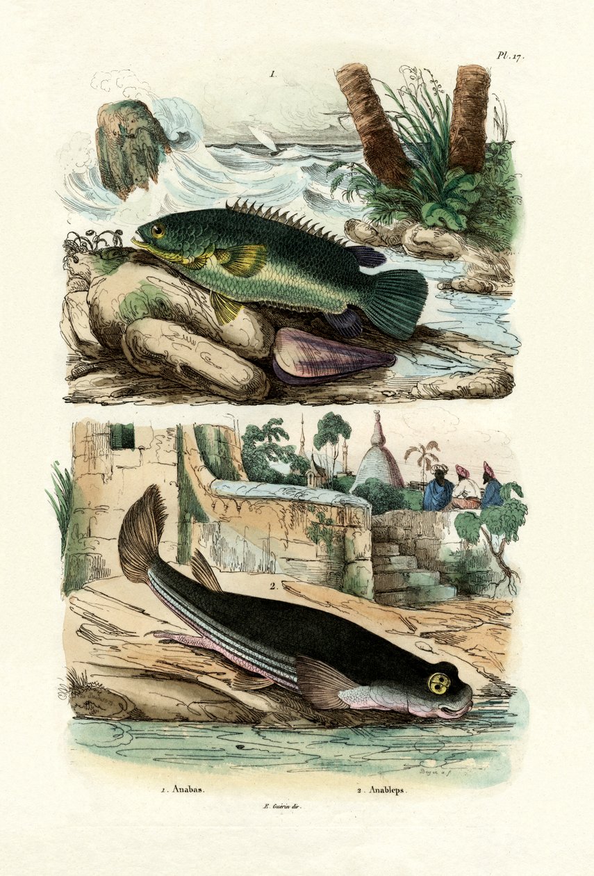 Klätterabborre, 1833-39 av French School