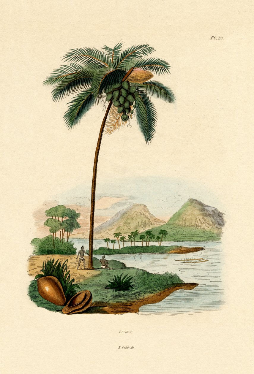 Kokospalm, 1833-39 av French School