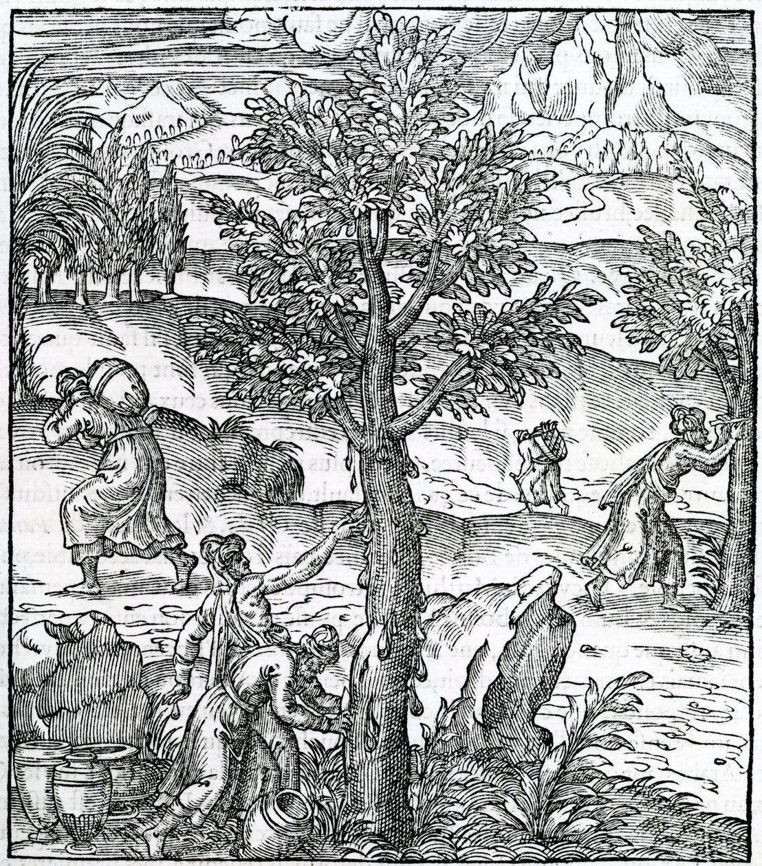 Samlar rökelse från tallar, illustration från Cosmographie Universelle, av Andre de Thevet, 1575 av French School