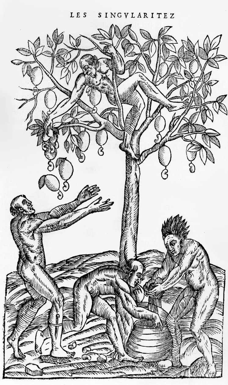 Samla nötter för vinframställning, illustration från Singularities of France Antarctique, av Andre de Thevet, 1558 av French School