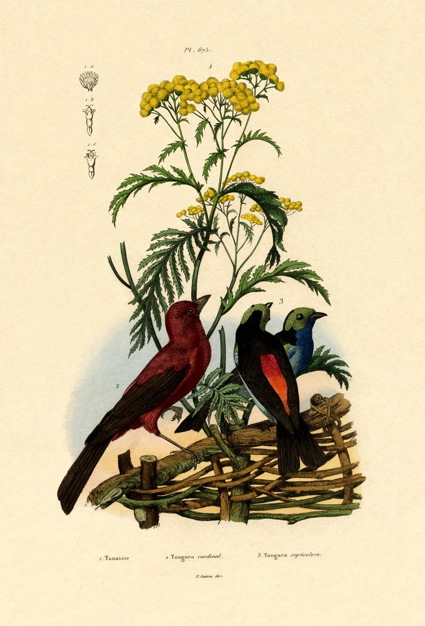 Common Tansy, 1833-39 av French School