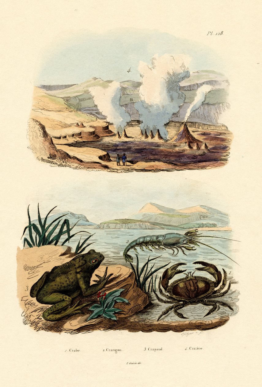 Krabba, 1833-39 av French School