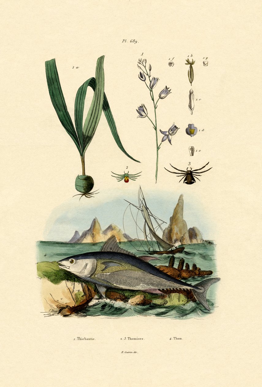 Krabbaspindel, 1833-39 av French School