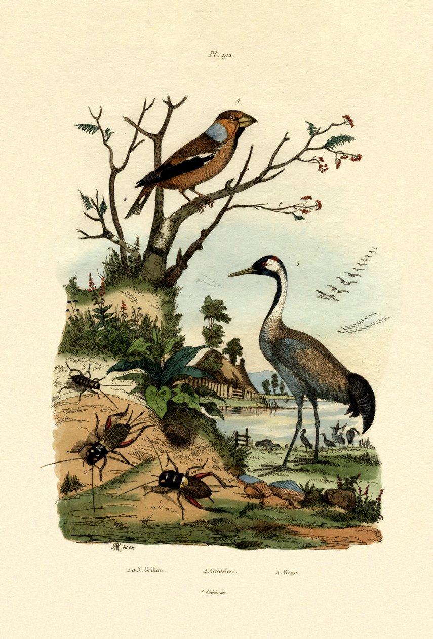 Syrsor, 1833-39 av French School
