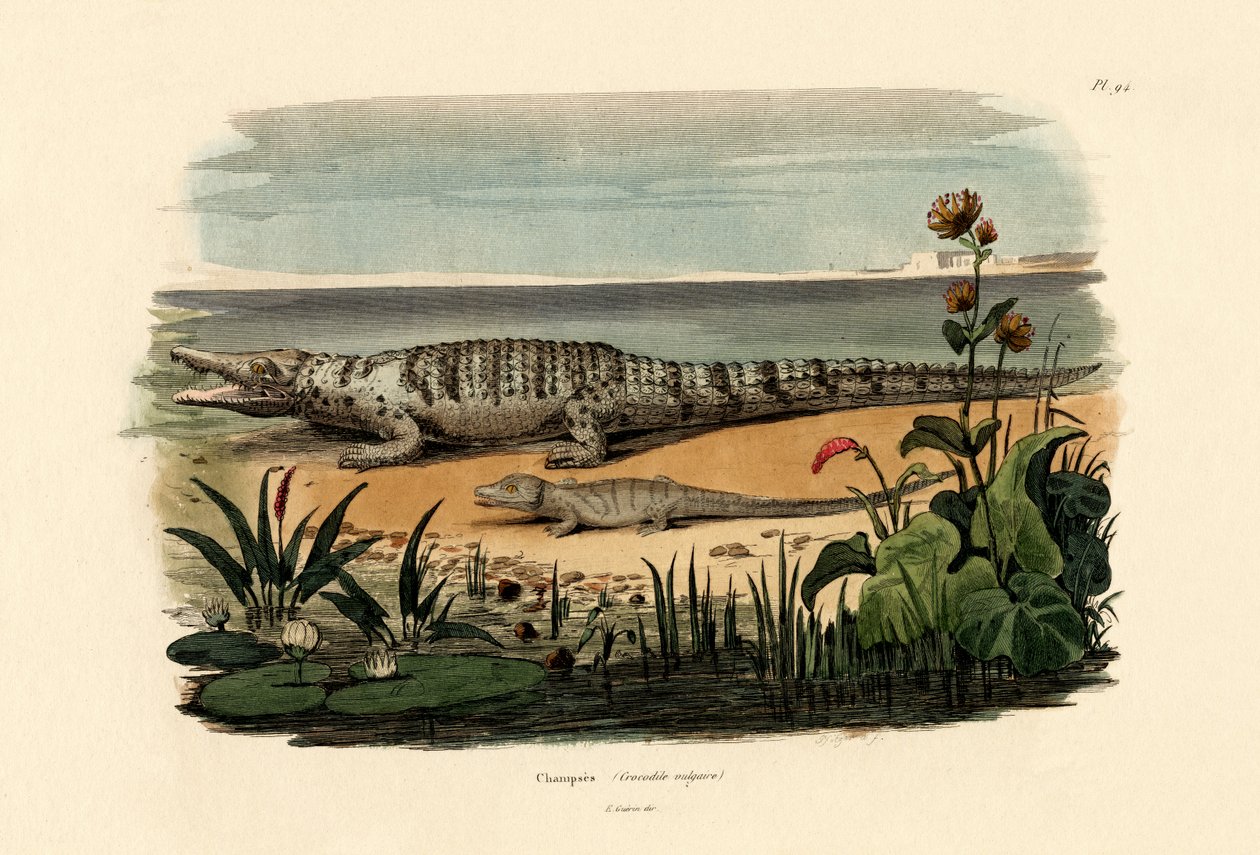 Krokodiler, 1833-39 av French School
