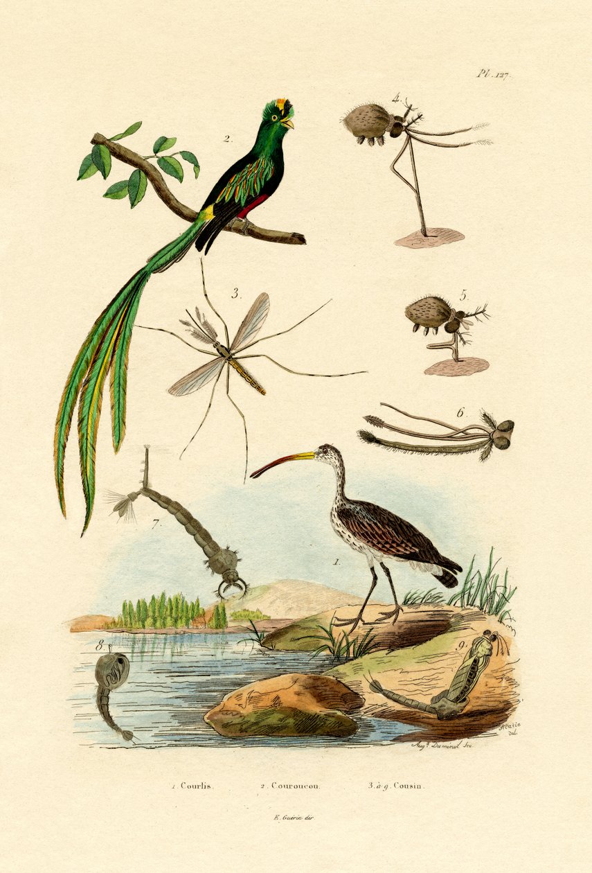 Curlew, 1833-39 av French School