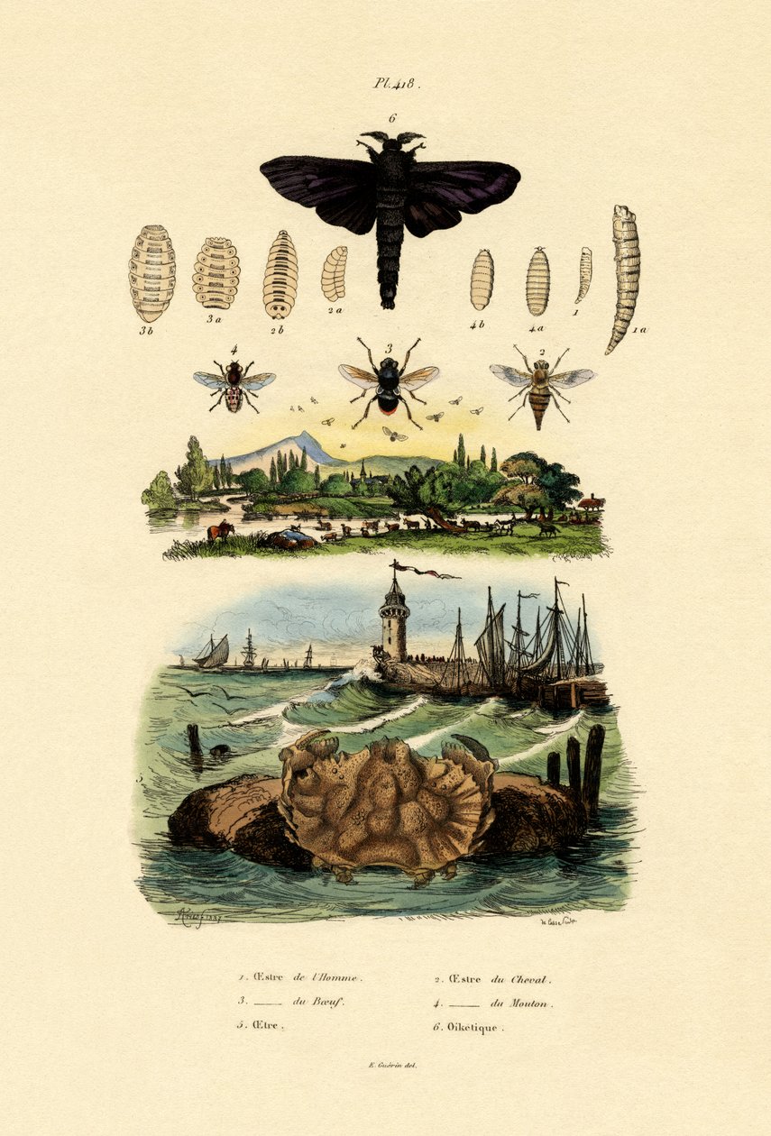 Mörk jättehästfluga, 1833-39 av French School