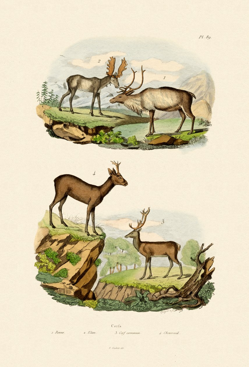 Rådjur, 1833-39 av French School