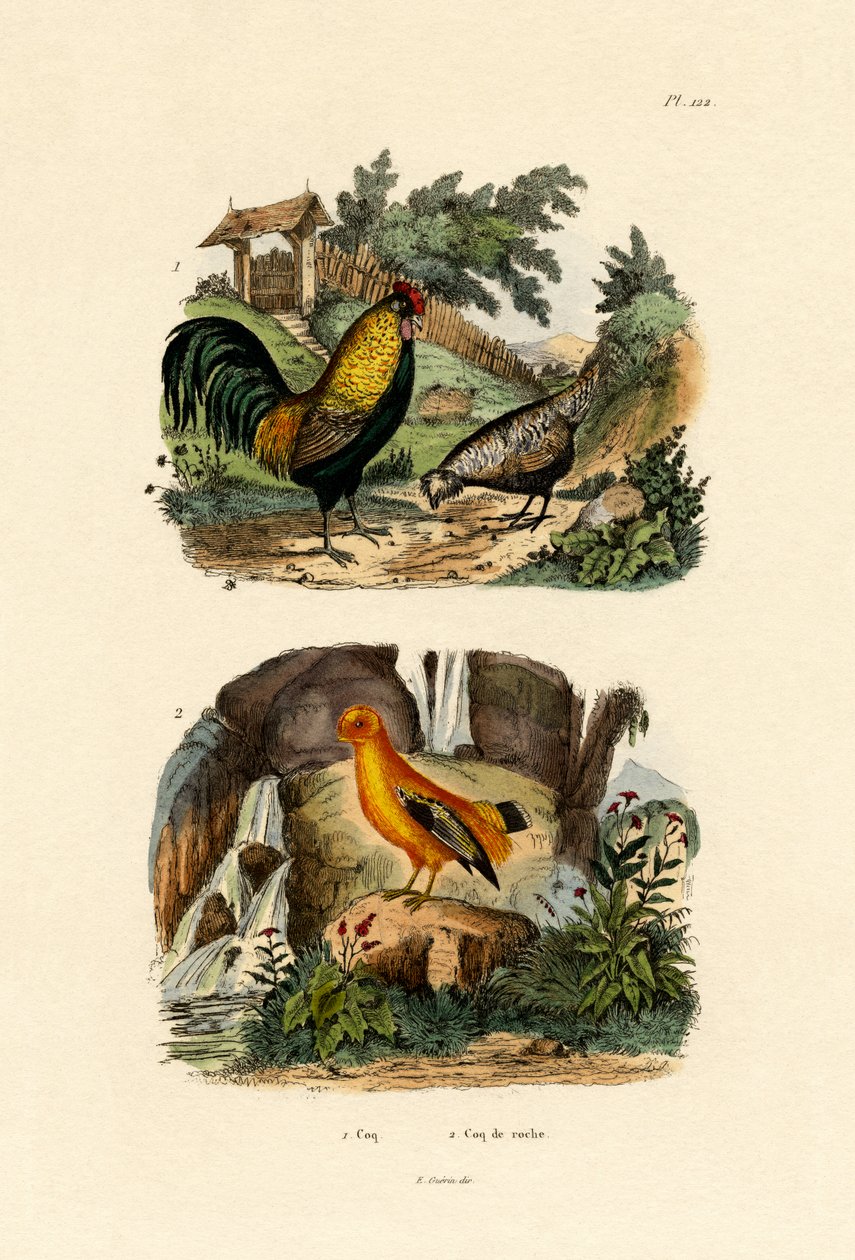 Tamkyckling, 1833-39 av French School