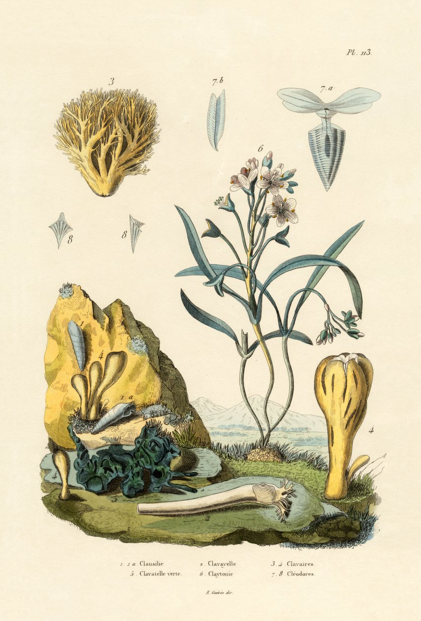 Dörrsnigel, 1833-39 av French School