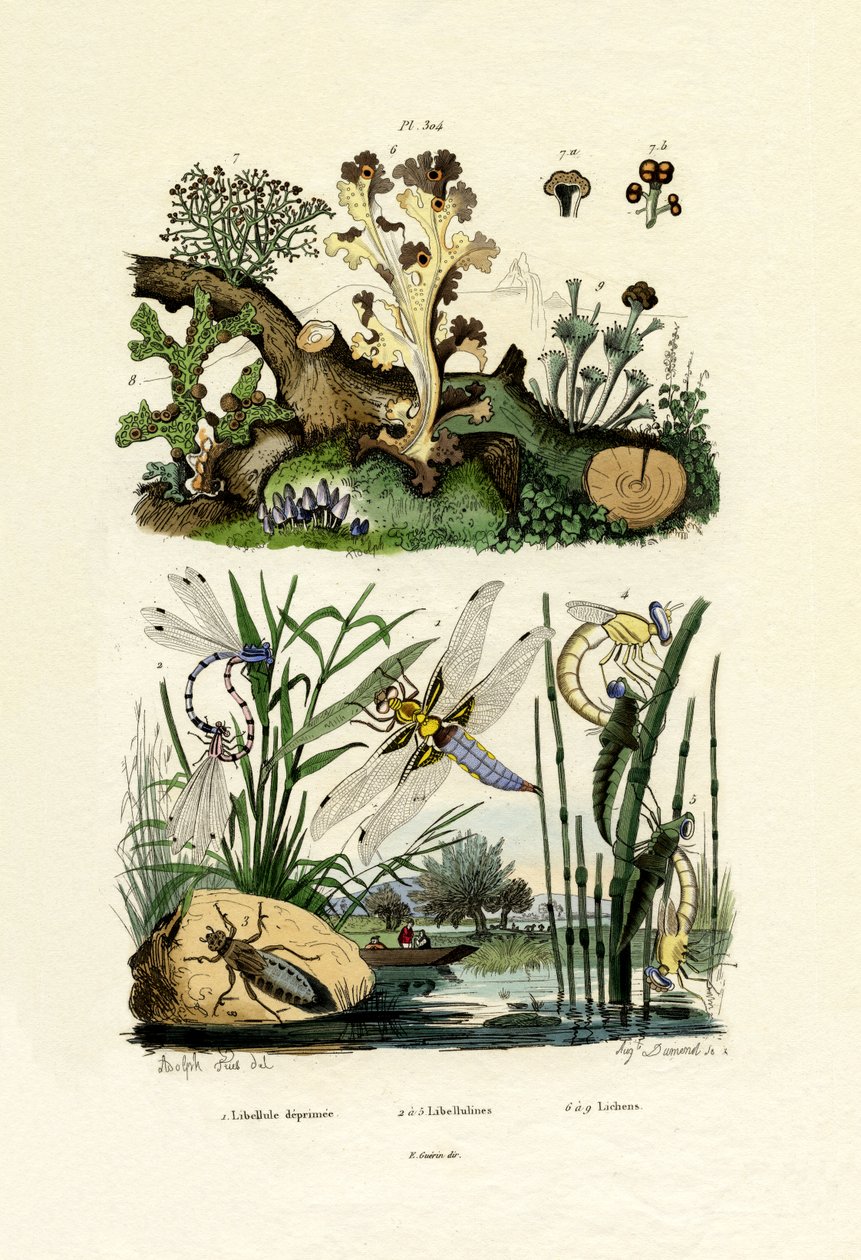 Trollsländor, 1833-39 av French School